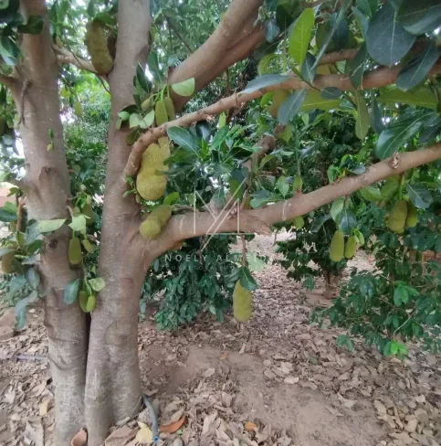 Chácara — foto 16