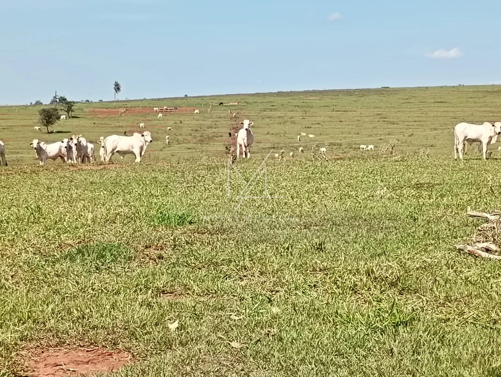 Fazenda a venda a 59 km de Presidente Epitácio — foto 4