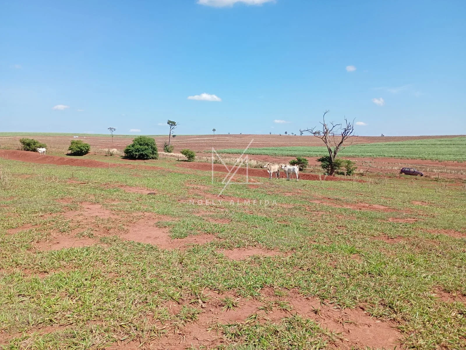Fazenda a venda a 59 km de Presidente Epitácio — foto 5