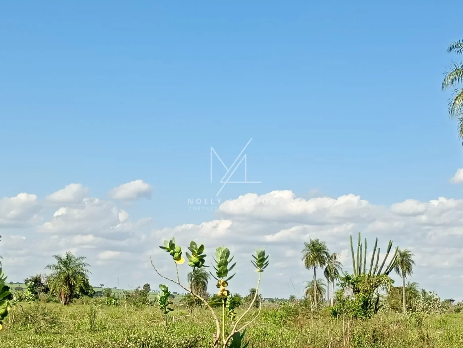 Fazenda a venda a 59 km de Presidente Epitácio — foto 11