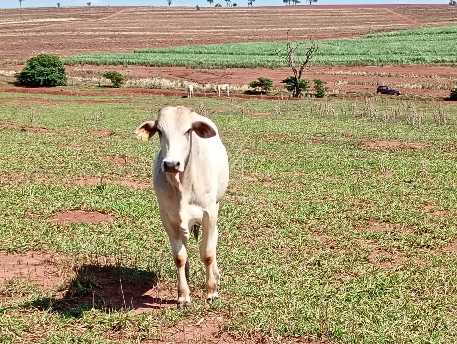 Fazenda a venda a 59 km de Presidente Epitácio — foto 1