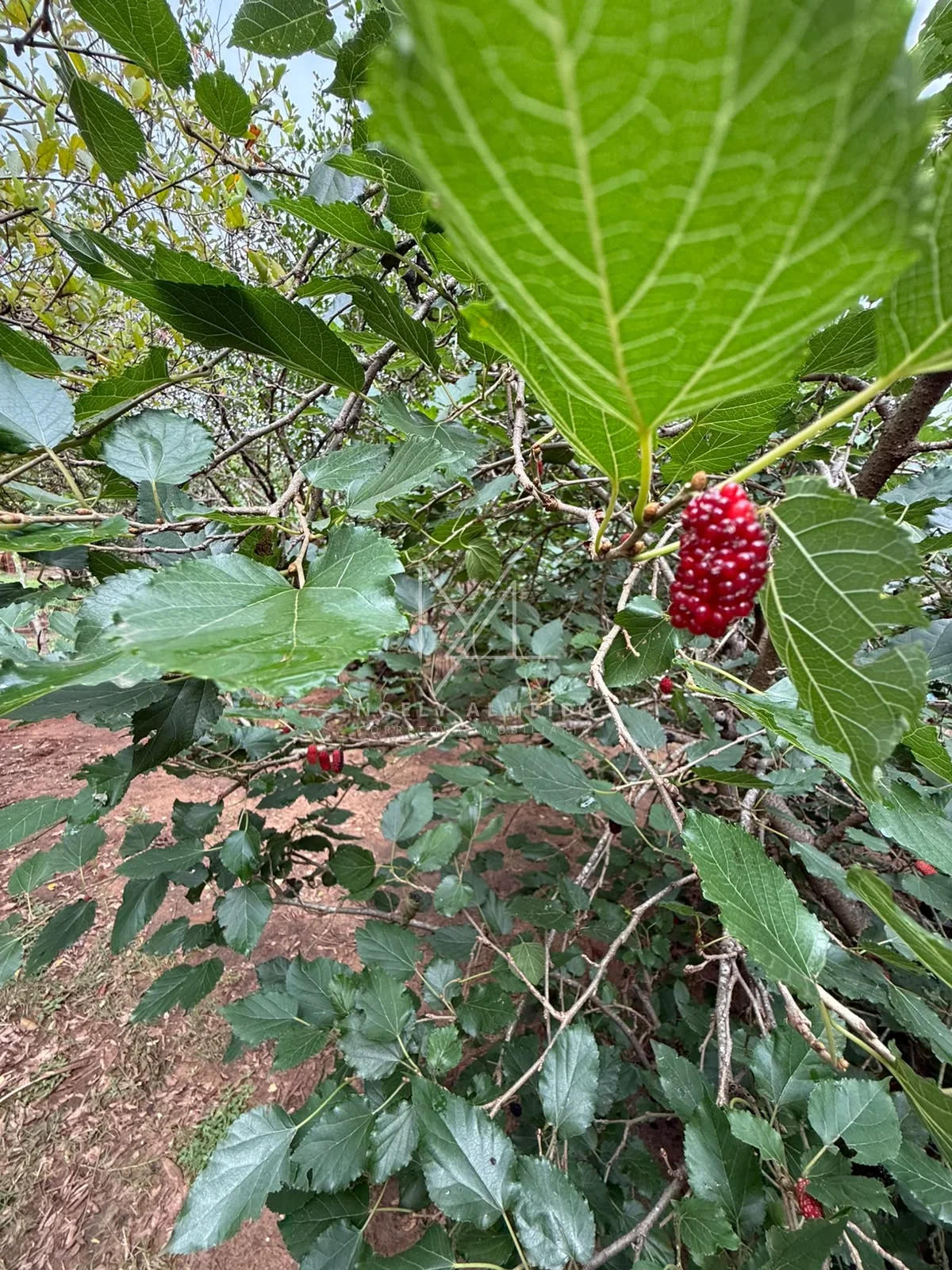 RANCHO  DOS SONHOS A MARGENS DO RIO EM PRESIDENTE EPITACIO/SP — foto 10